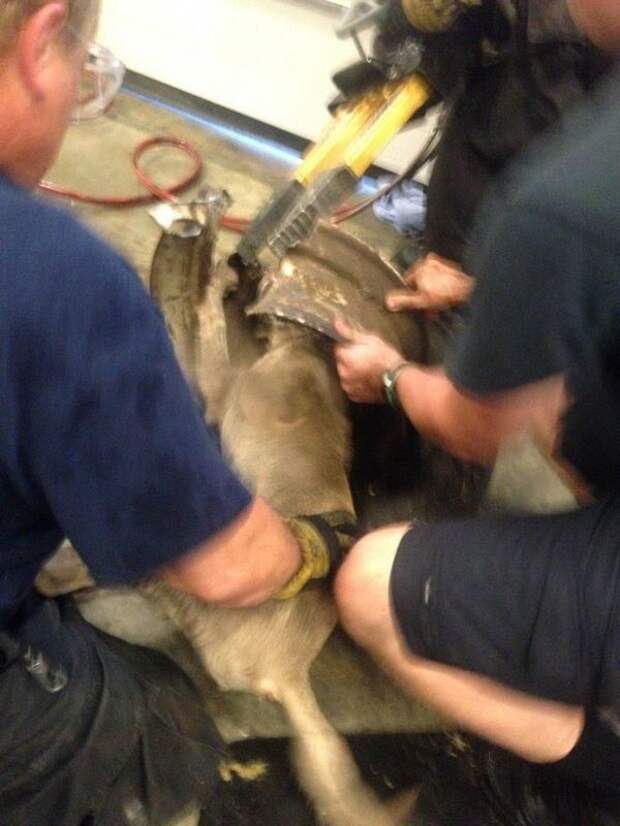 Как спасатели вытаскивали собаку, застрявшую головой в старом колесе (20 фото) Как спасатели вытаскивали собаку, застрявшую головой в старом колесе (20 фото)