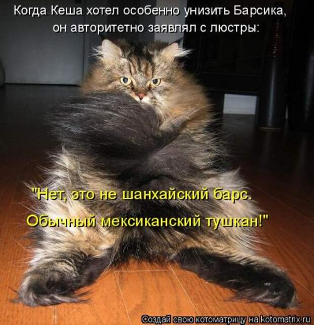 Новая котоматрица для хорошего настроения (33 фото)