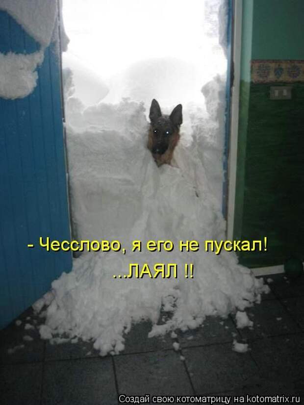 Лучшие котоматрицы недели (50 фото)
