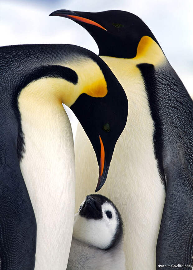 Парочка пингвинов с птенцом
