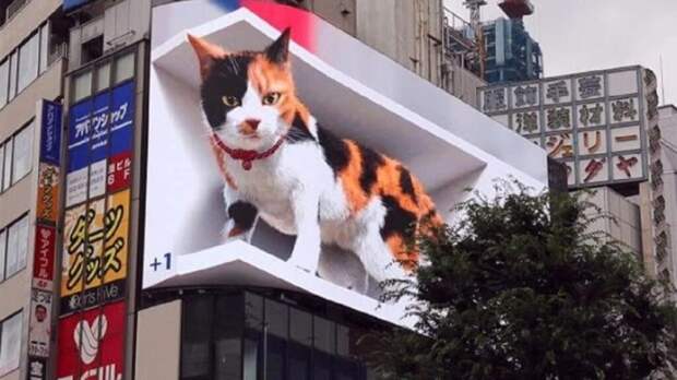 _кот_3d-1024x576 Огромный 3D-кот появился в японской столице. Пушистый "наблюдает" за улицей и вызывает восторг прохожих (Видео)