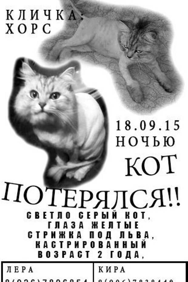 Остроумные объявления о пропаже животных, которые заставят улыбнуться животные, коты, прикол, юмор