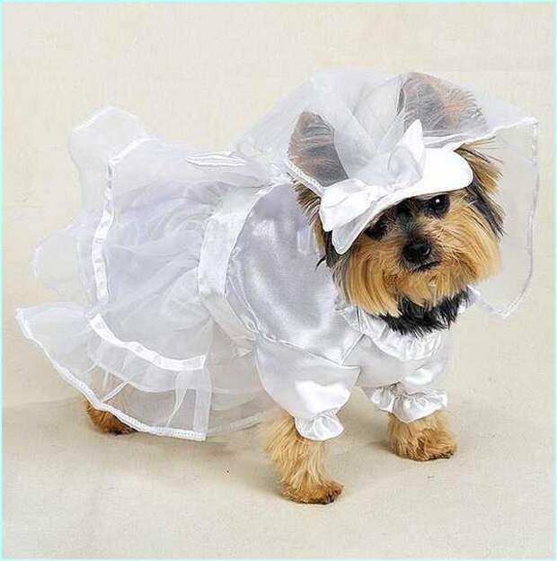 Halloween Wedding Dress For Dogs