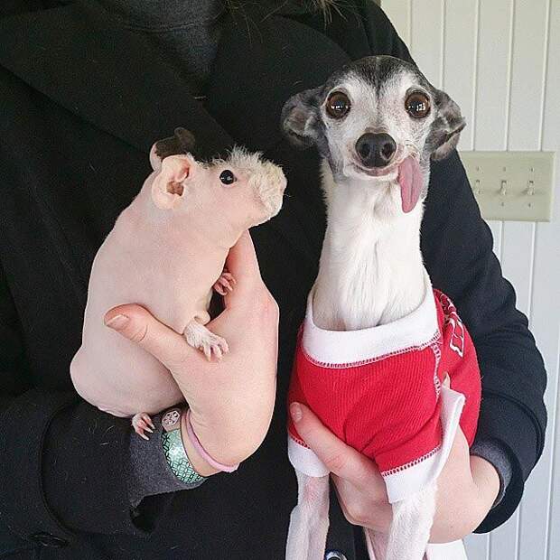 Zappa dog, двойник Сида из Ледникового периода, собака Заппа, собака с высунутым языком