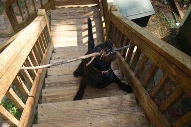 Собачьи неудачи - Палка мешает подняться по лестнице 