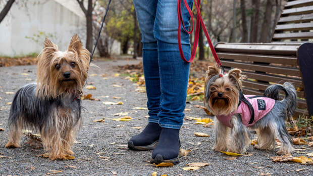 Красиво, но опасно: как прогулки среди весенних цветов могут навредить собаке