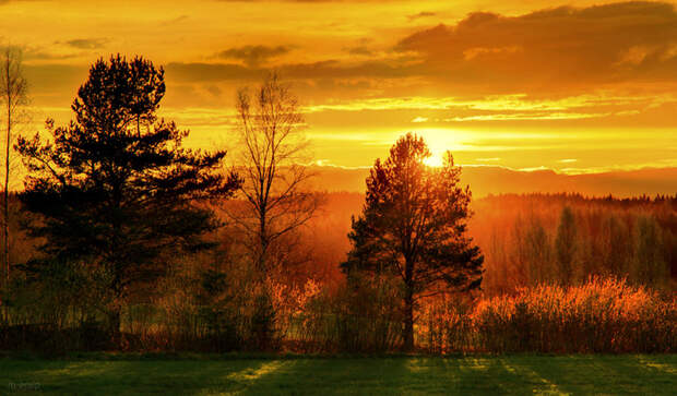 yellow_dominance_by_m_eralp-d658fqy (700x409, 439Kb)