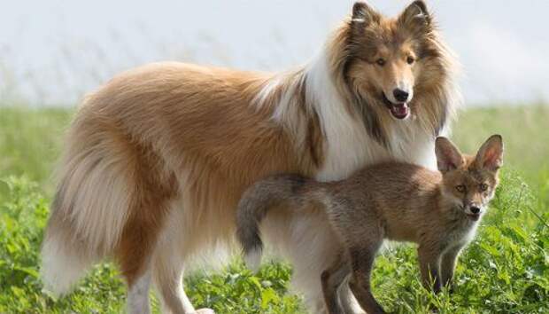 Собака усыновила лисёнка, потерявшего мать