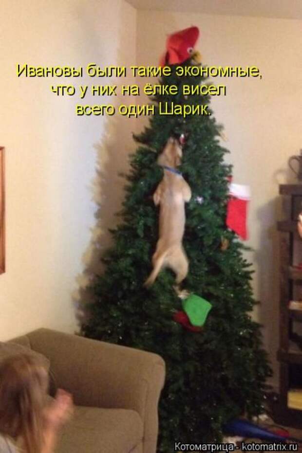 22 котоматрицы
