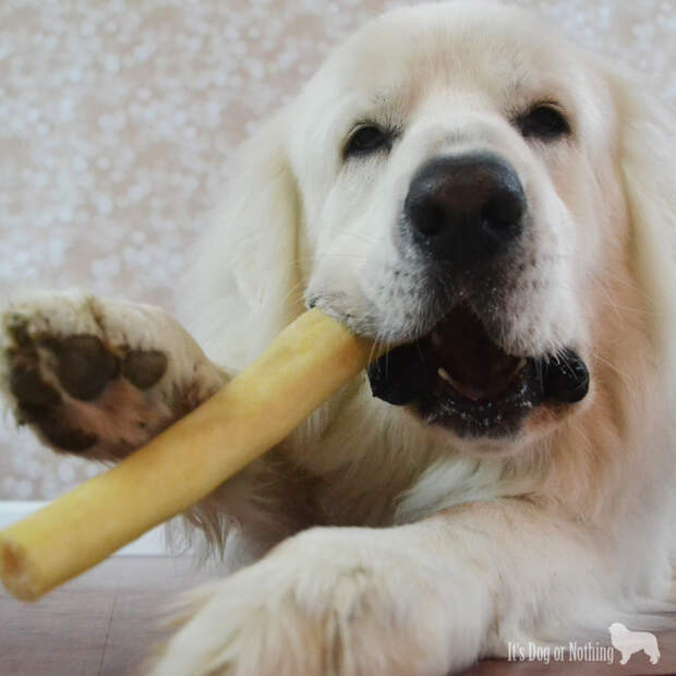 Great Pyrenees with Only Natural Pet Mega Cow Tail
