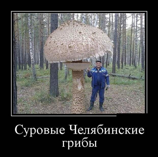 Демотиваторы (30 фото)