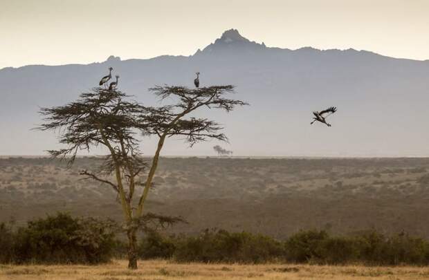 Венценосные журавли в предгорьях Кении животные, искусство, планета земля, природа, фото, хрупкость