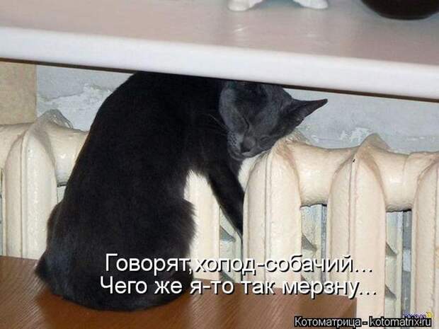 Лучшие котоматрицы недели Лучшие котоматрицы недели