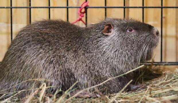 Юные москвичи выбрали имена нутриям на «Городской ферме» на ВДНХ