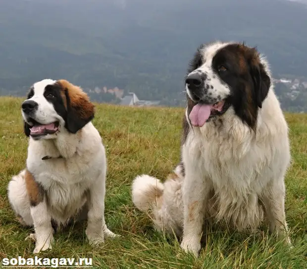 Московская сторожевая собака. Описание, особенности, уход и цена породы