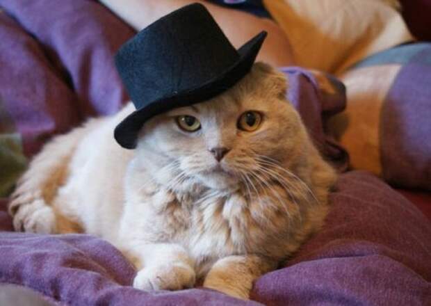 Коты и кошки в одежде - про животных Коты и кошки в одежде - про животных
