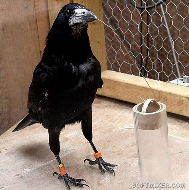 bird_04