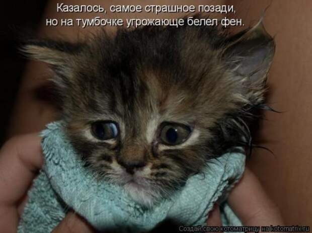 Котоматрица