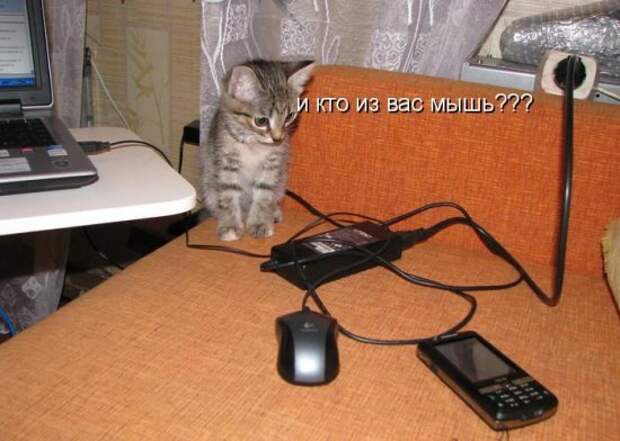 Котоматрица 14