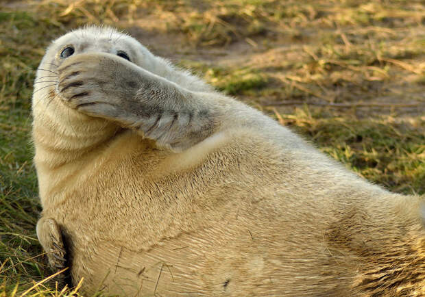 Смешливый тюлень