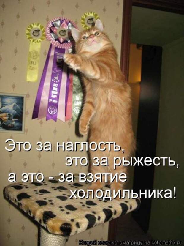 Лучшие котоматрицы недели (50 фото)