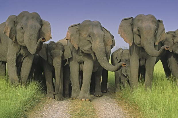 Three cheers! Indian Elephants scenting Corbett National Park, India.