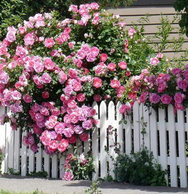 4497432_rosesingardenfence3 (500x515, 130Kb)