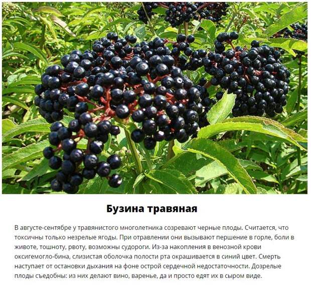Эти дары леса лучше обходить стороной (11 фото)