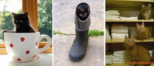 Коты в коробках, сумках, банках и прочих емкостях