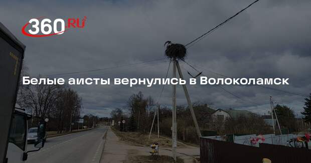 Белые аисты вернулись в Волоколамск
