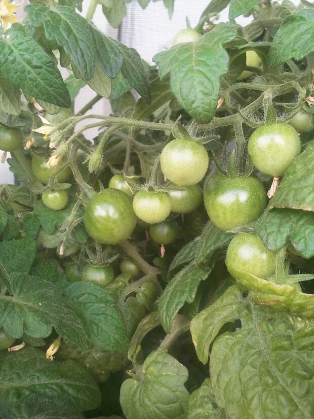 Мой балконный огород своими руками, сделай сам