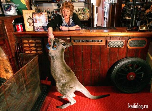 Необычные домашние животные (55 фото) Необычные домашние животные (55 фото)