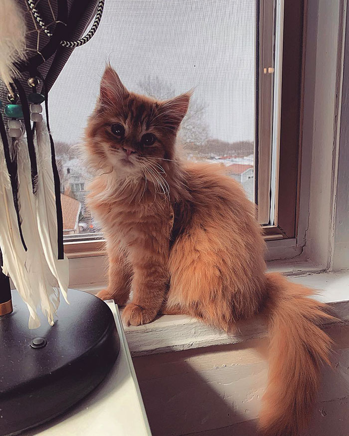 50 котят породы мейн-кун, которые ещё только ждут своего взросления