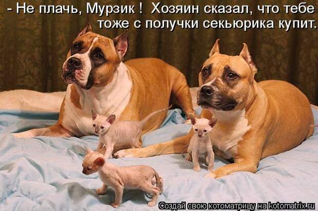 тоже с получки секьюрика купит. - Не плачь, Мурзик !  Хозяин сказал, что тебе