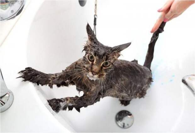 Жестокие фото котов после принятия ими водных процедур вода, животные, коты