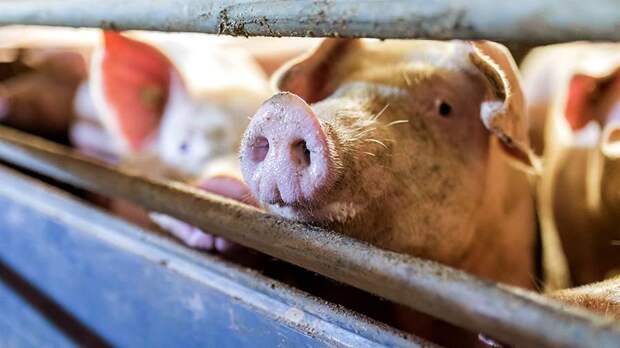 В части Красноярска ввели карантин из-за африканской чумы свиней