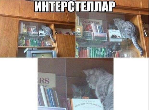 Смешные картинки с надписями видео, прикол