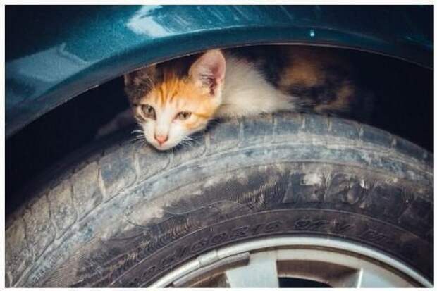 Уважаемые автомобилисты! авто, животные, коты, прикол, юмор