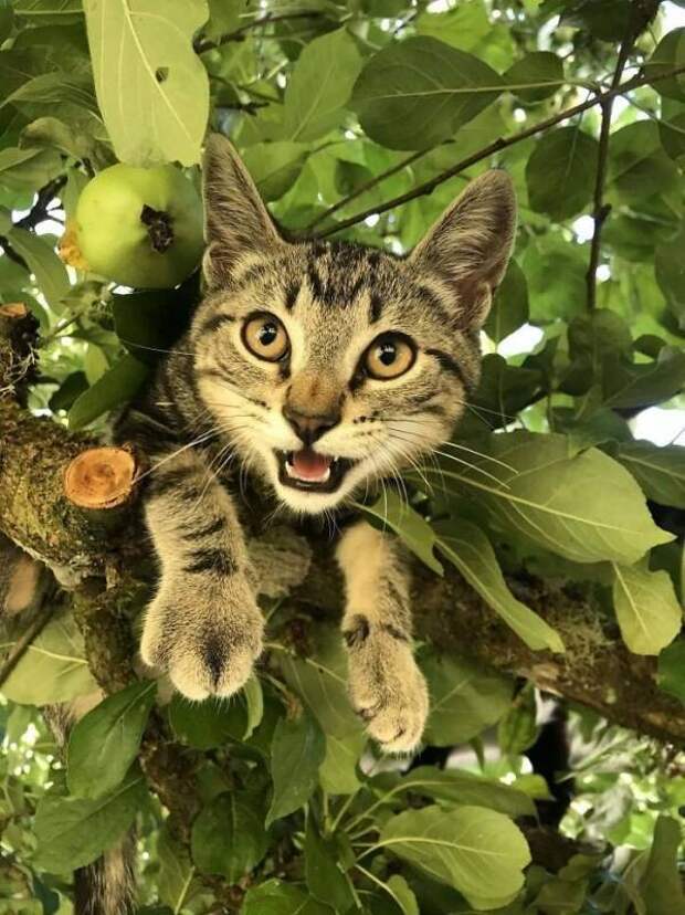 Котики, которых не надо спасать с деревьев. Им и так хорошо