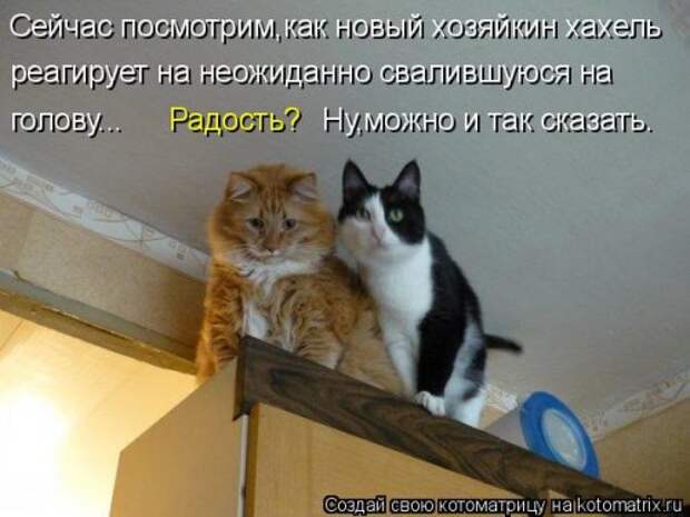 Свежая котоматрица на Бугаге (34 фото)