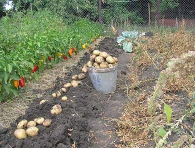 урожай картофеля выращенного под соломой