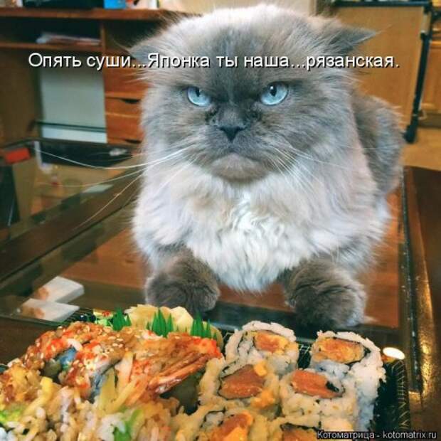 Свежая котоматрица (33 фото)