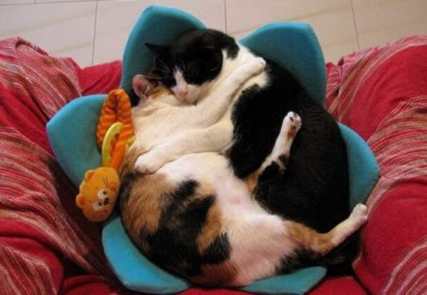 Животные на фото, вот кому живется хорошо.