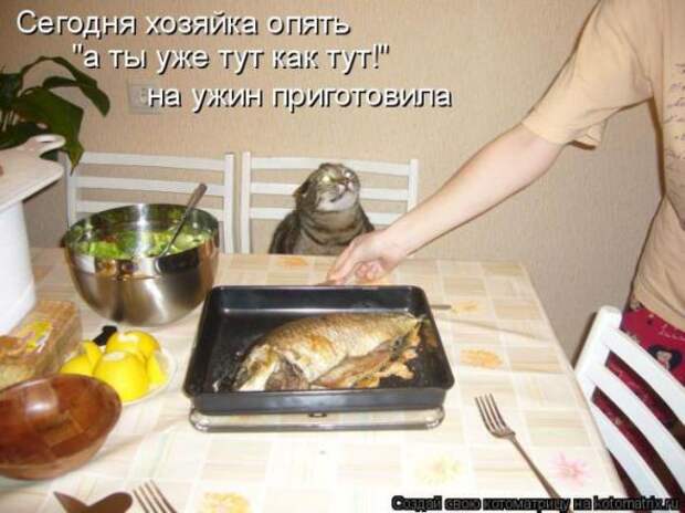 Котоматрицы (картинки с надписями)