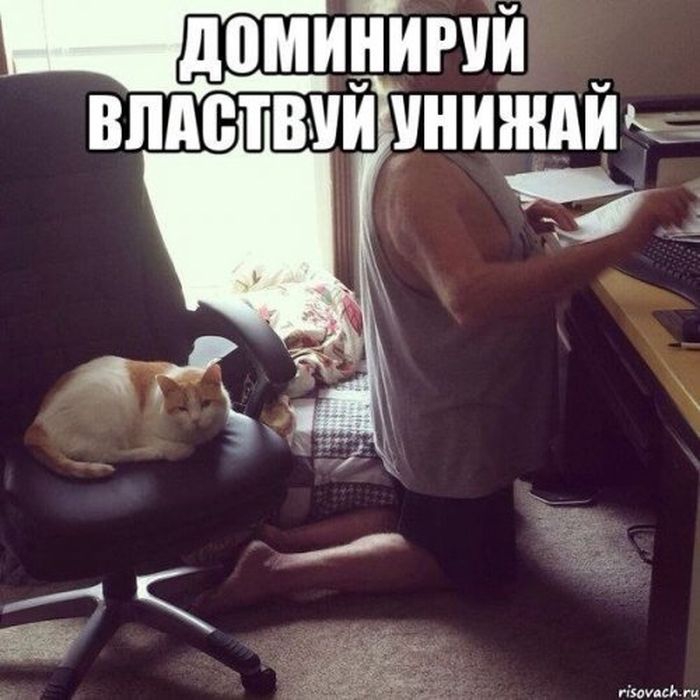 Доминируй, властвуй, унижай! фото, юмор