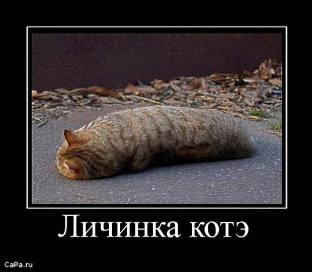 Утренний позитив!  13.10.2009