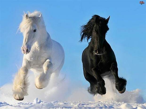 Mustang-лошадь.