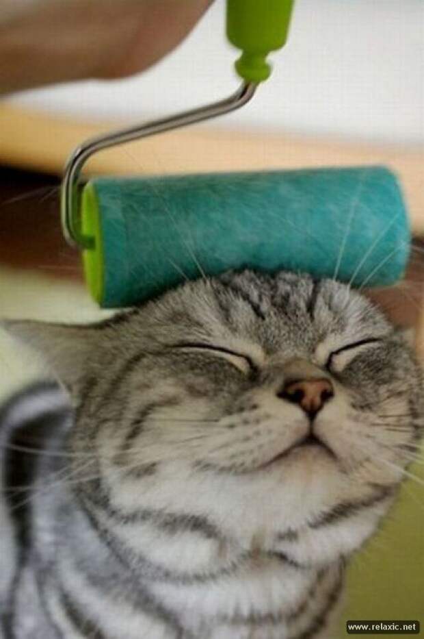 смешные животные