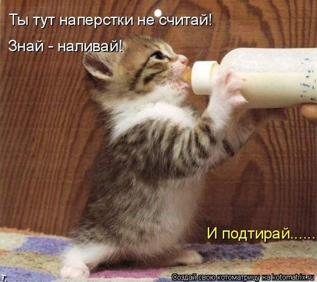 Лучшие котоматрицы недели