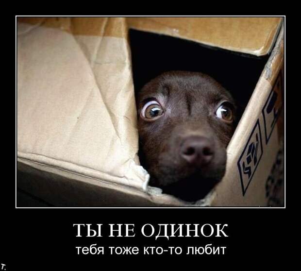 Подборка демотиваторов (84 фото)
